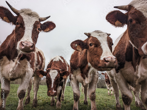 vaches laitière dans un champs