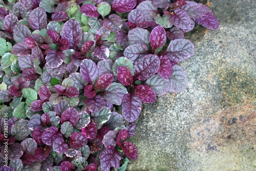Colorful foliage of Ajuga reptans 'Rainbow' growing round the stone. Purple, green and white leaves with grey stone create natural background, flat lay.