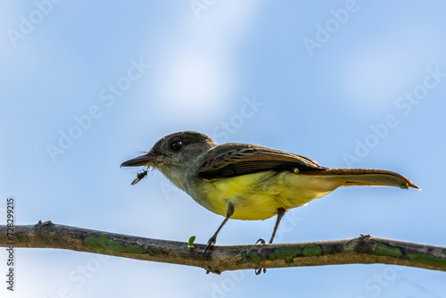 Tropical kingbird (Tyrannus melancholicus) perched on a branch catching an insect