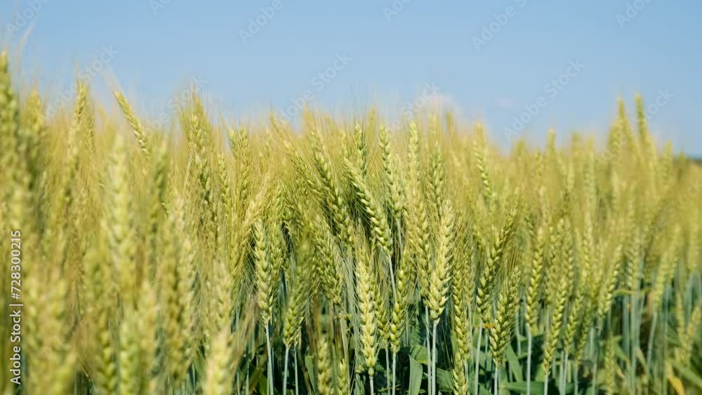 wheat grows on the field. Selective focus. wheat grows on the field. Selective focus.