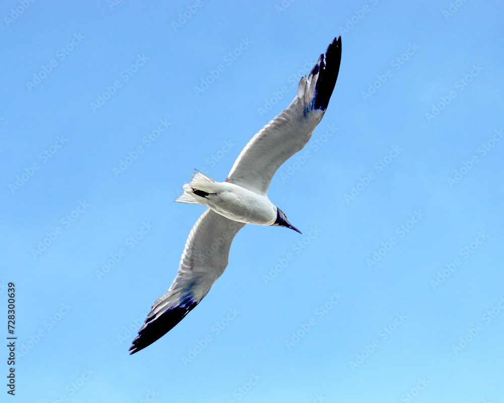 Fototapeta premium seagull flying in the sky