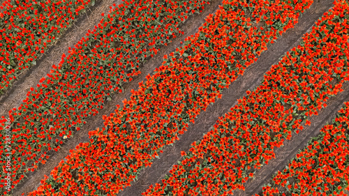 Aerial photo of tulip and flower fields in amsterdam, Holland, Netherlands