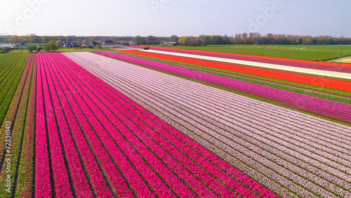 Aerial photo of tulip and flower fields in amsterdam, Holland, Netherlands