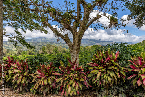 Coffee plantation bordered by succulents, Orosi Valley, Costa Rica photo