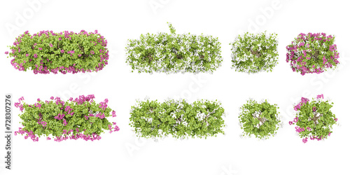 Beautiful paper flower plants isolated on transparent background. 3D render from top view photo