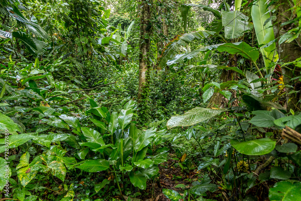 Costa Rican rainforest after the rain