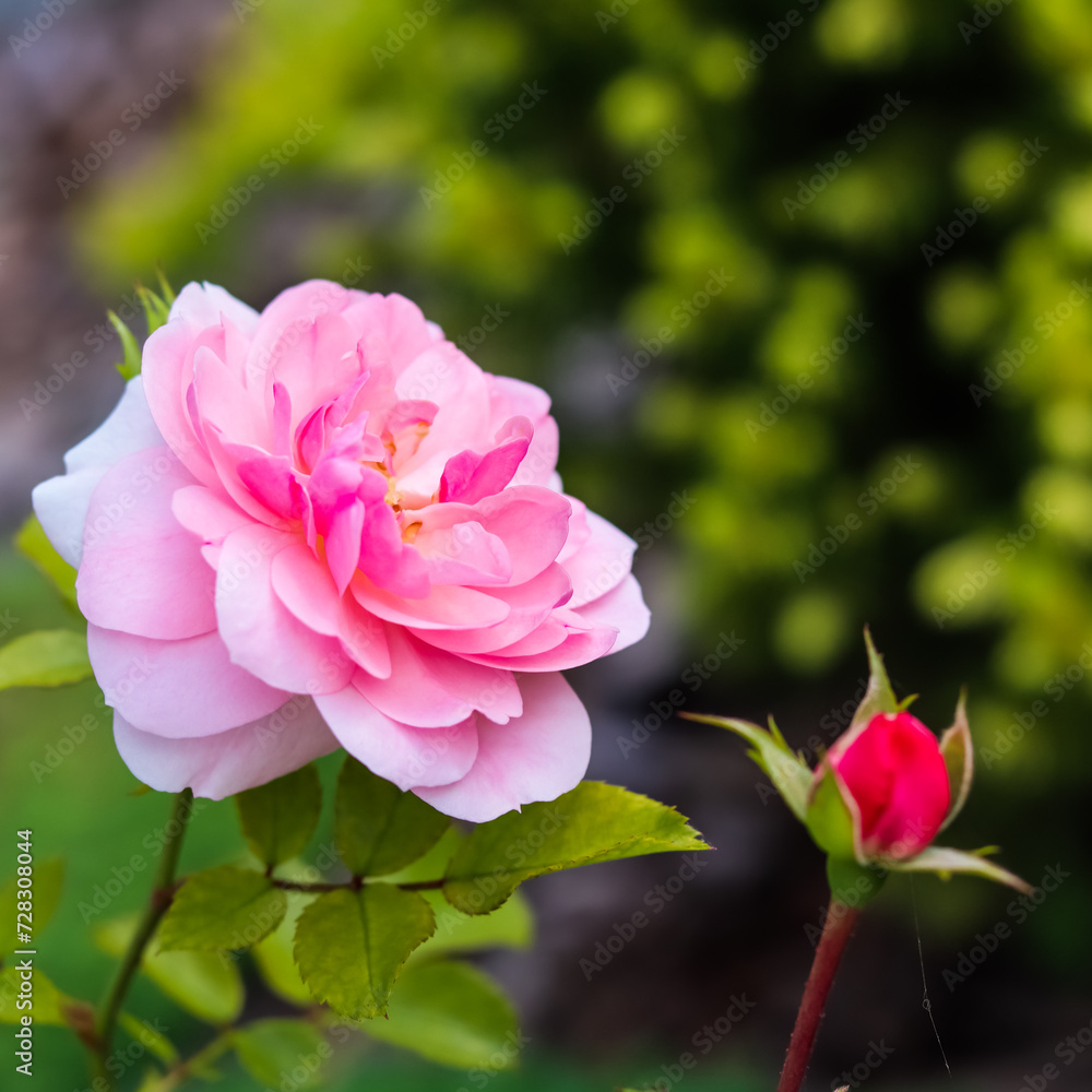 Pink rose Bonika with buds in the garden. Perfect for background greeting cards Pink rose Bonika with buds in the garden. Perfect for background greeting cards