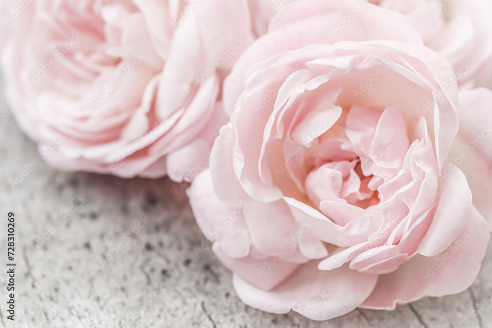 Pale pink roses on the gray surface of an old tree. Soft focus. Macro flowers background Pale pink roses on the gray surface of an old tree. Soft focus. Macro flowers background