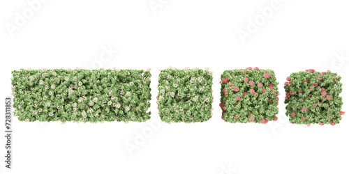 3d rendering of Dwarf ixora trees from top view