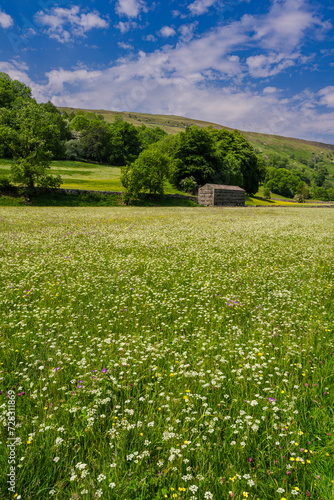 Wild Flower Meadow in Swaledale near Muker in the Yorkshire Dales