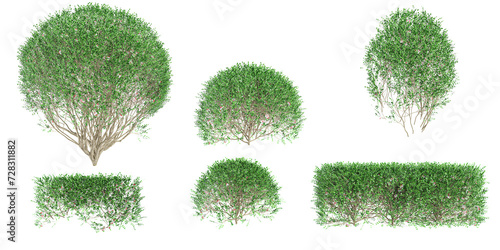 3d rendering of Dwarf orange jessamine trees on transparent background