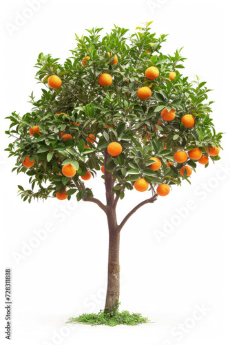 Orange tree with fruits isolated on white background