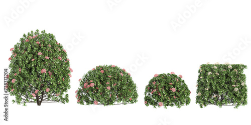 Dwarf ixora Trees isolated on white background, tropical trees isolated used for design