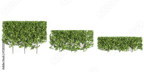 Grecian bay Trees collection with realistic style
