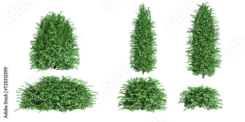 Tropical Commo Yew trees isolated used for architecture,white background