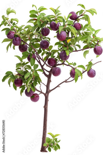 Plum tree with fruits isolated on a white background