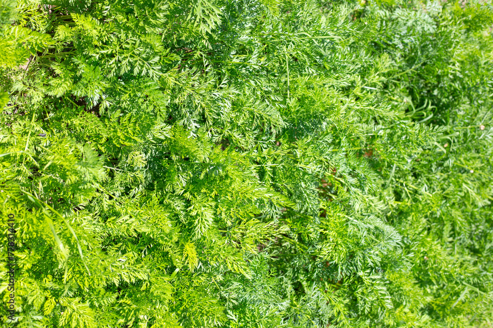 A bed of carrots with green tops, top view. Growing vegetables in the garden