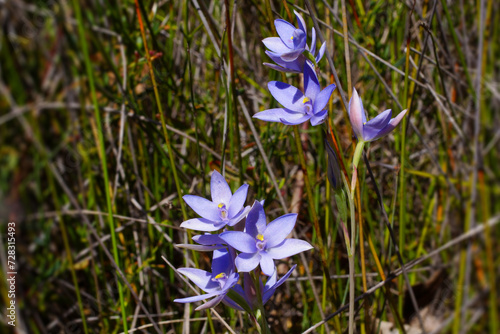 Blue lady orchid (Thelymitra crinita), a sun orchid in flower, in natural habitat, Western Australia photo
