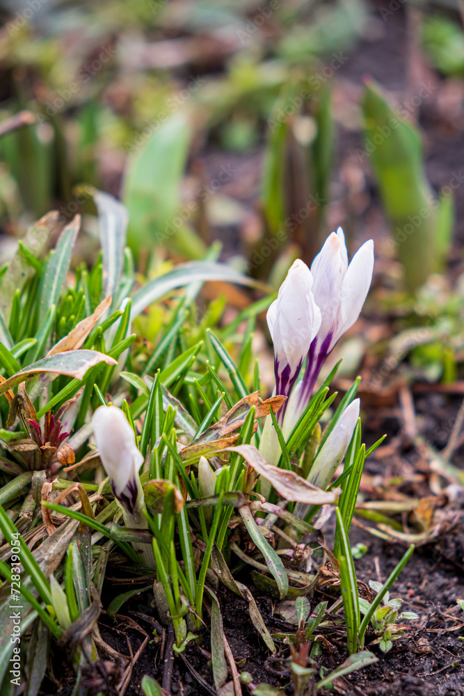 young crocuses in the garden