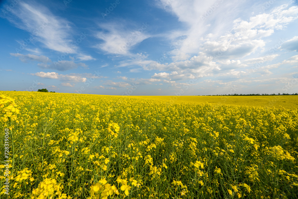 Obraz premium field with blooming rapeseed