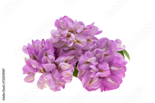 lilac acacia isolated