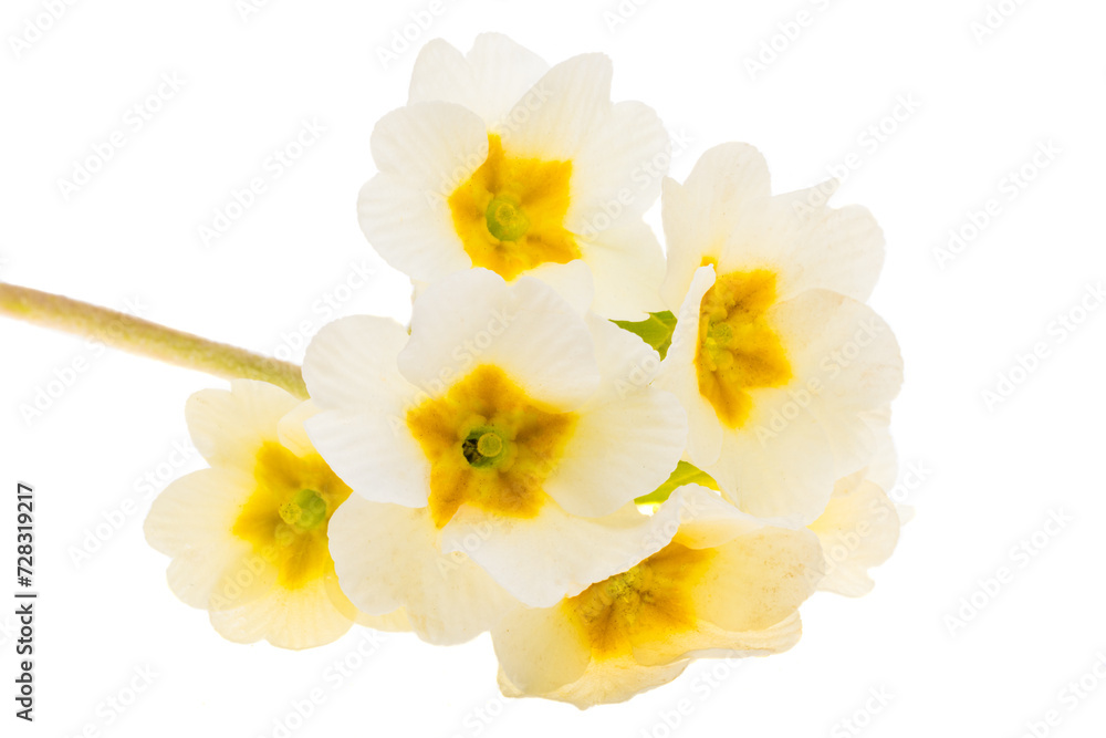 Naklejka premium primrose isolated