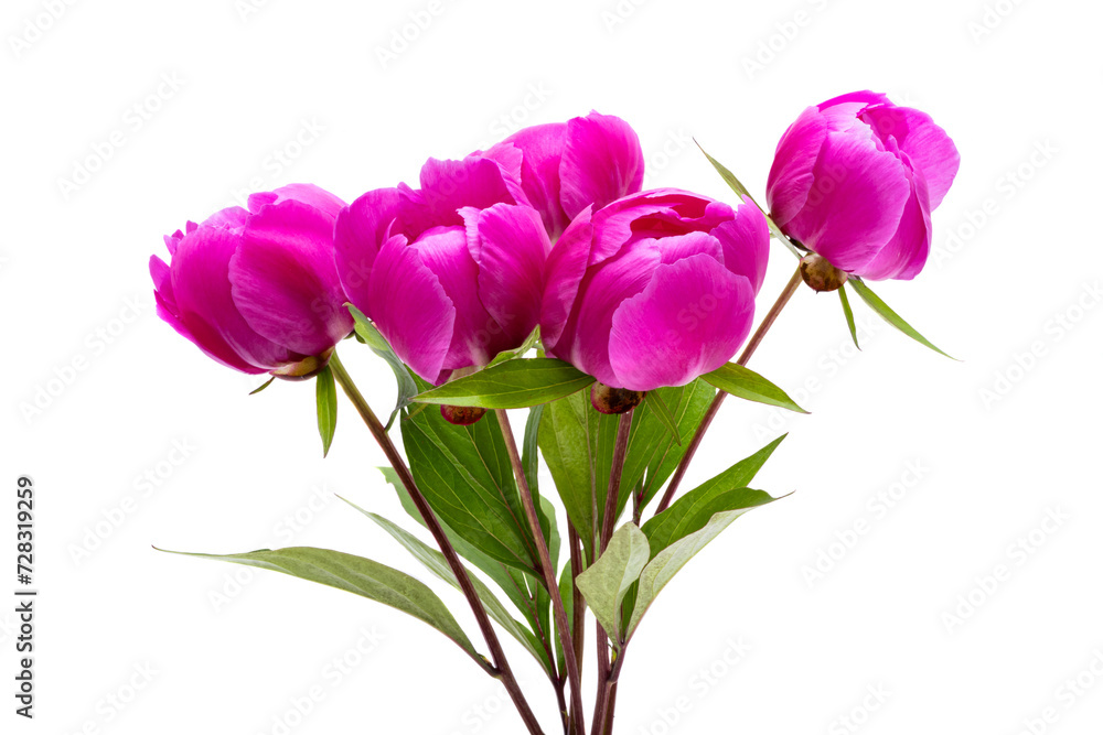 Fototapeta premium bouquet of peonies isolated