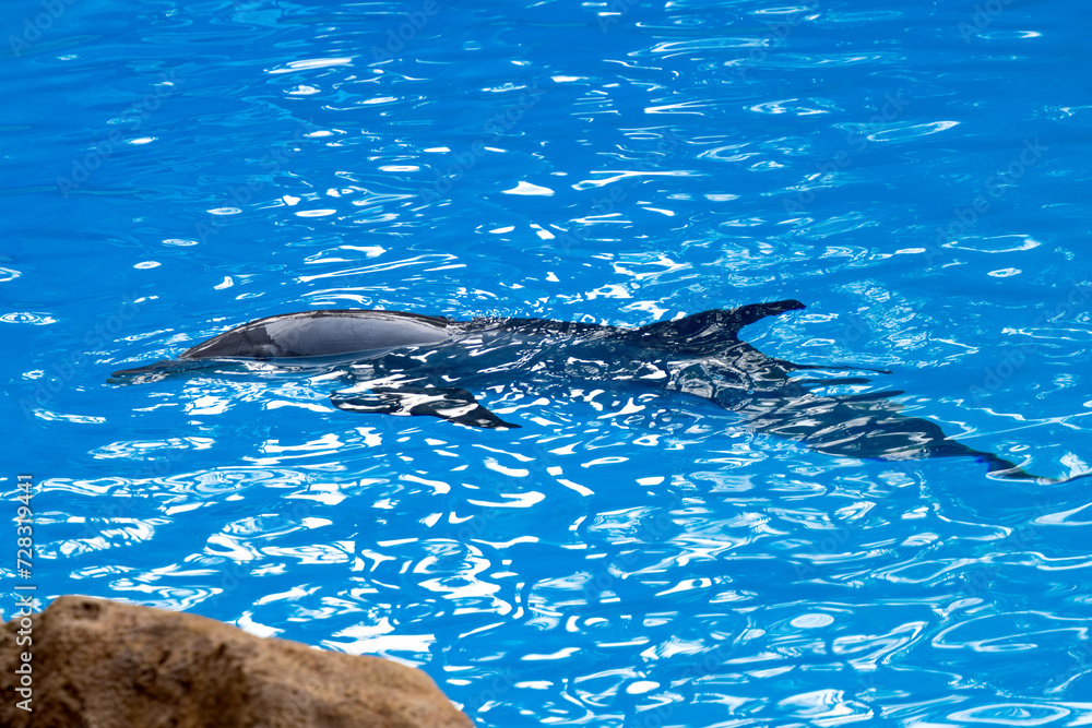 Naklejka premium dolphin swimming