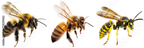 Collection of a flying bumblebee, bee and wasp isolated on a transparent background photo