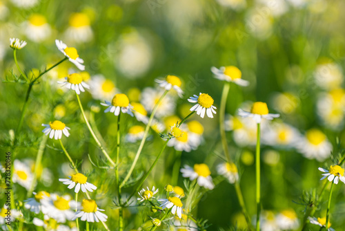 pharmaceutical chamomile in the meadow
