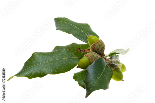 holm oak acorn isolated
