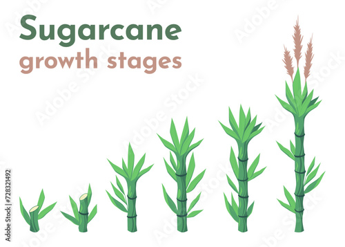 Sugarcane growth stages. Cartoon sugar cane plantation with agriculture cultivation process from planting to harvest  agriculture concept. Vector set. Growing plants for sugar production