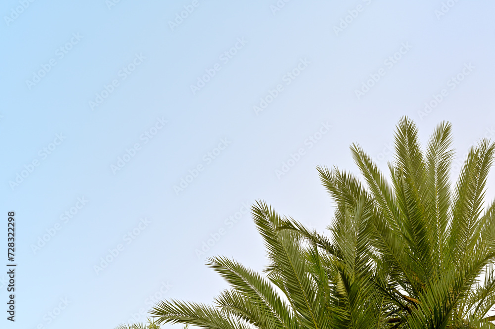 palm leaves on a blue sky background palm leaves on a blue sky background