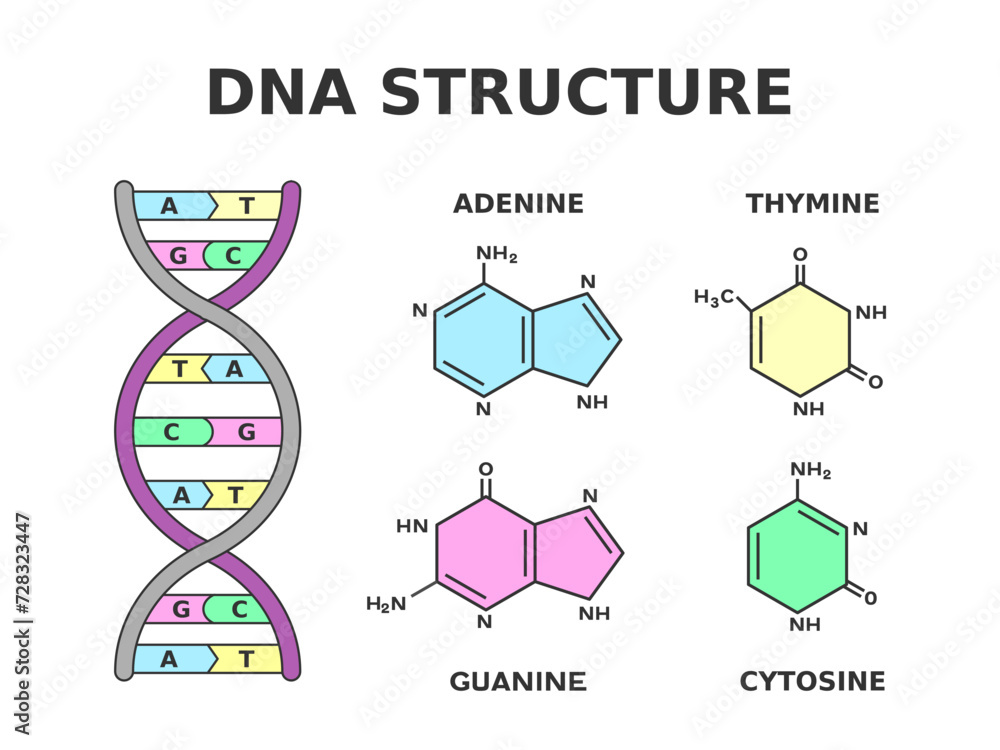 DNA chemical structure. Nucleobase pairs produced by eight nucleotides: adenine is joined to thymine and guanine is joined to cytosine. Building blocks of DNA are nucleotides. Vector illustration. DNA chemical structure. Nucleobase pairs produced by eight nucleotides: adenine is joined to thymine and guanine is joined to cytosine. Building blocks of DNA are nucleotides. Vector illustration.