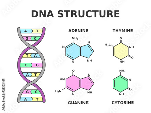 DNA chemical structure. Nucleobase pairs produced by eight nucleotides: adenine is joined to thymine and guanine is joined to cytosine. Building blocks of DNA are nucleotides. Vector illustration.  photo