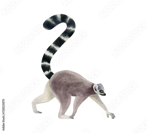 Canvas Print Walking ring-tailed lemur with long black and white tail watercolor illustration isolated on white background