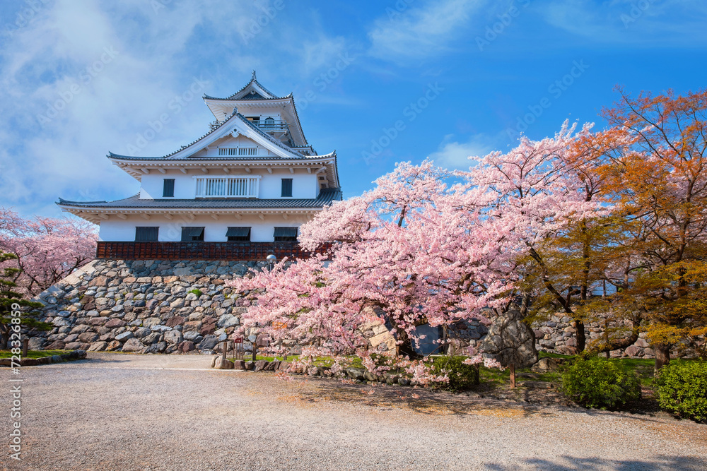 Nagahama Castle in Shiga Prefecture, Japan during full bloom cherry blossom Nagahama Castle in Shiga Prefecture, Japan during full bloom cherry blossom