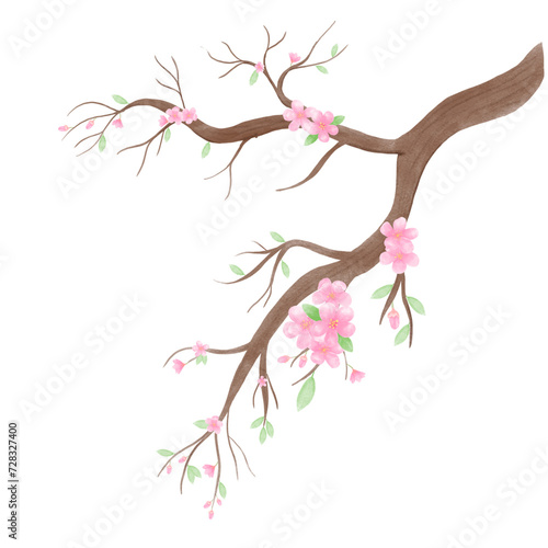 Sakura blossom