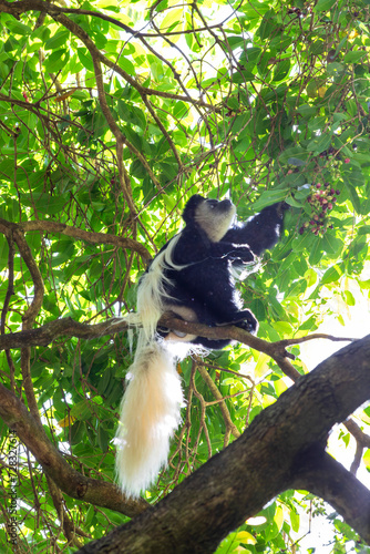 Black and white colobus sitting on branch photo