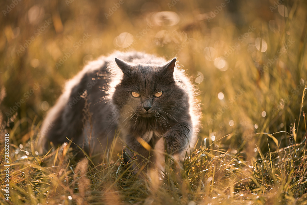 In a field of green under the warm sunlight a mysterious black cat with piercing eyes makes its presence known.