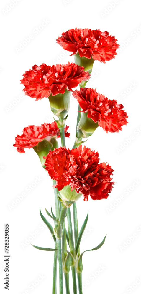 Bouquet of five red carnation flowers isolated on transparent background. Card element 8 March, Mother's, Memorial and Teacher's day. PNG