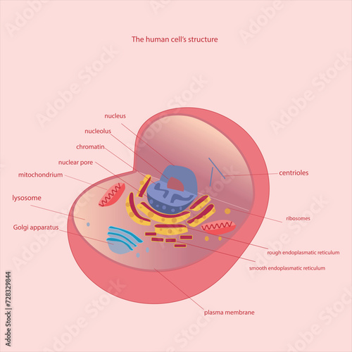 This is the human cell's structure. It has a cell membrane(phospholipid bilayer) Nucleus and other organelles.