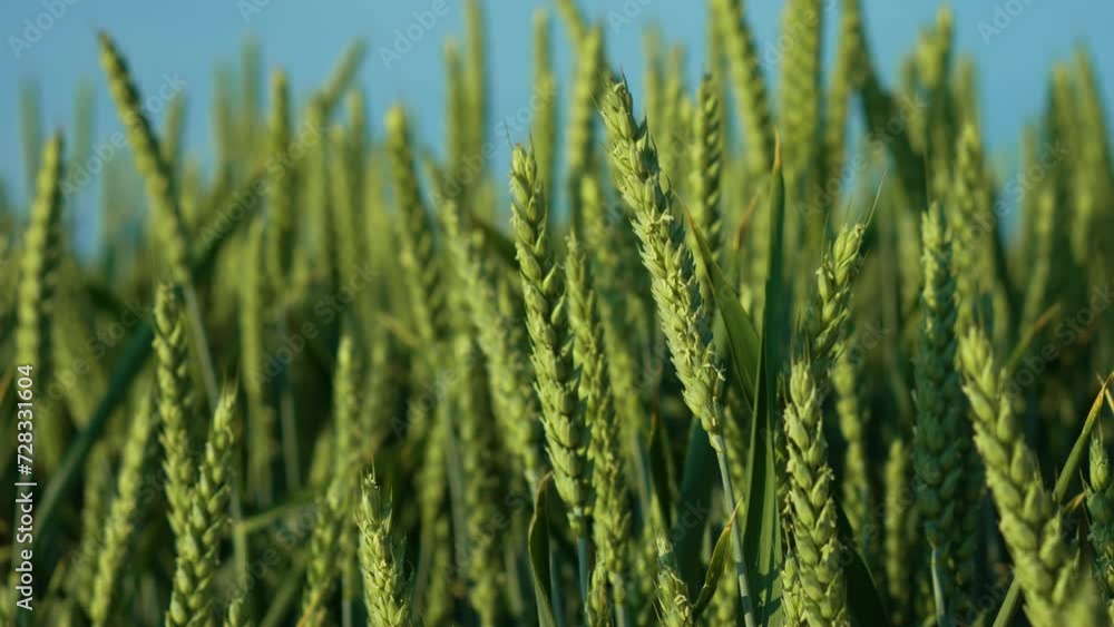 Agricultural field with growth farming wheat crop in rural countryside swaying on gently wind close up. Work in agronomic farm for making business and production organic eco bio food Agricultural field with growth farming wheat crop in rural countryside swaying on gently wind close up. Work in agronomic farm for making business and production organic eco bio food