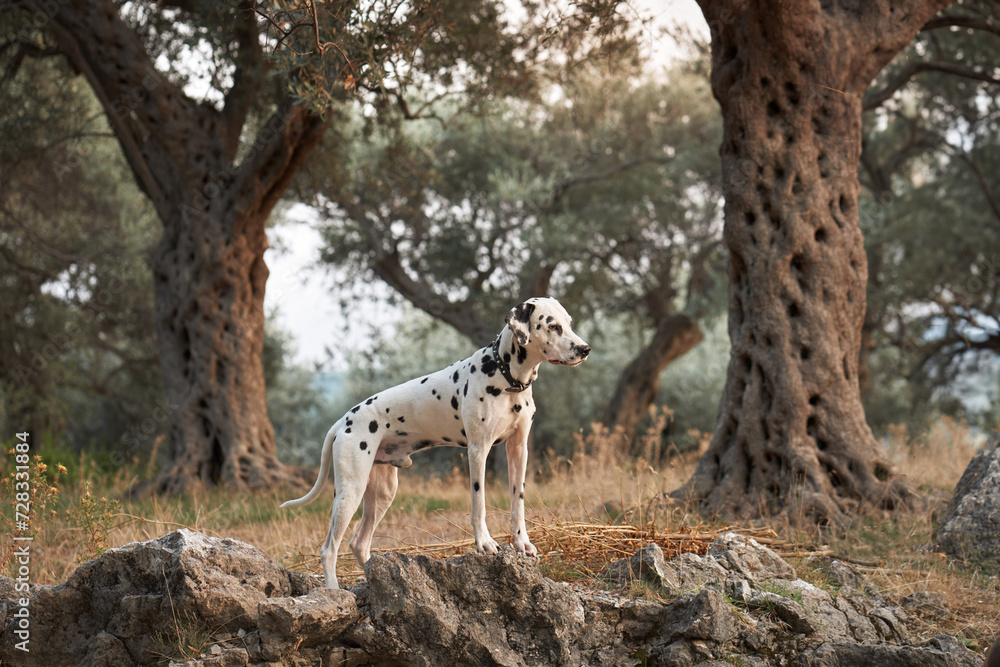Obraz premium A Dalmatian dog stands nobly among olive trees, its spotted coat echoing the dappled light