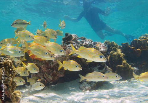 Tropical fish (Haemulidae) underwater on a shallow reef in the Caribbean sea with a man snorkeling in background, natural scene, Central America, Panama photo