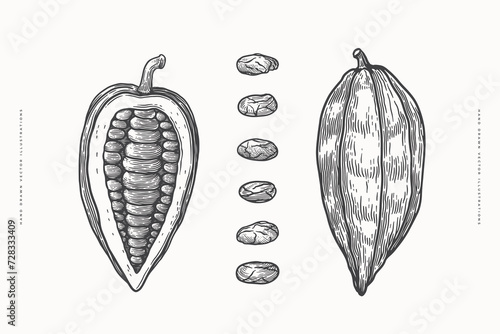 Open pod of cocoa bean in engraving style. Hand-drawn plant for making chocolate. The concept of organic food. Vector vintage illustration.