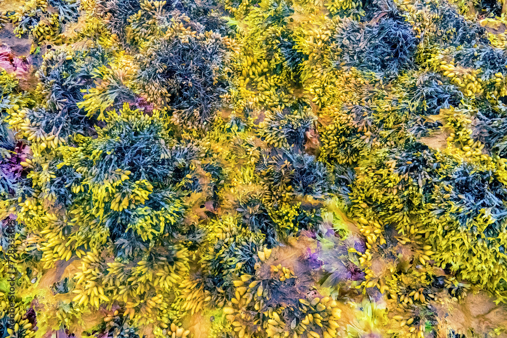 Beautiful autumn sea background. Algae after low tide, Decoration of the sea, some color saturation Beautiful autumn sea background. Algae after low tide, Decoration of the sea, some color saturation