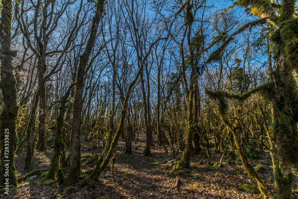 Obraz premium Bois moussu au col de La Pérouse à Ramasse, Ain, France