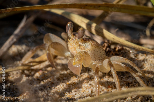 Smooth Handed Ghost Crab (Ocypode cordimana), Shoalhaven Heads, NSW, January 2024