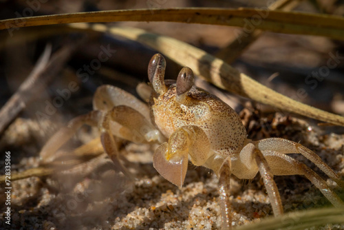 Smooth Handed Ghost Crab  Ocypode cordimana   Shoalhaven Heads  NSW  January 2024